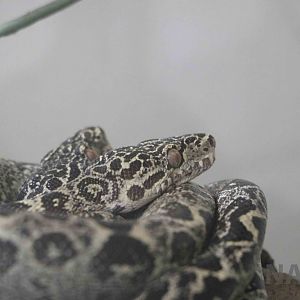 Corallus sp., March 2016