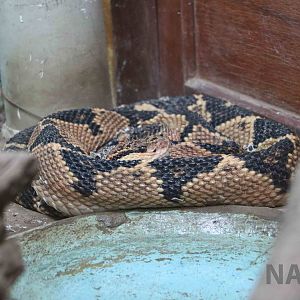 Bushmaster, March 2016