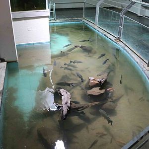 Pacu pool, March 2016