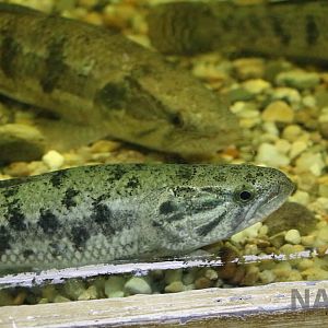 Wolf fish, March 2016