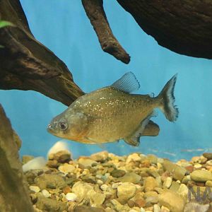 Piranha sp., March 2016