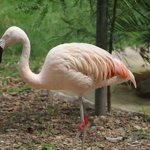 Flamingo, March 2016