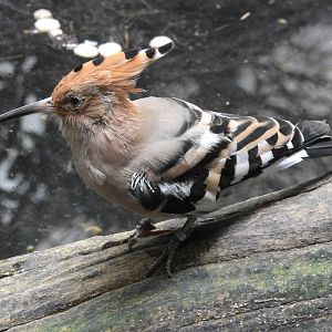 Hoopoe