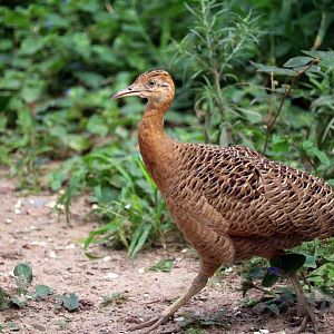 Red-winged tinamou, March 2016
