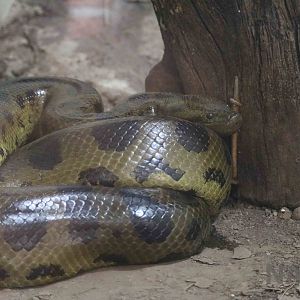 Bolivian anaconda, March 2016