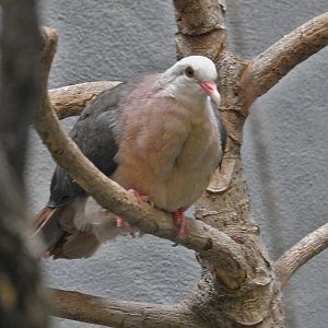 Pink Pigeon