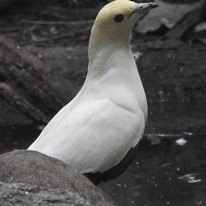 Pied Imperial Pigeon