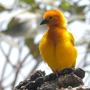 Taveta Golden Weaver