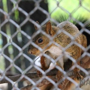 Bolivian squirrel, March 2016