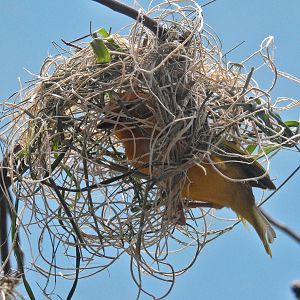 Taveta Golden Weaver