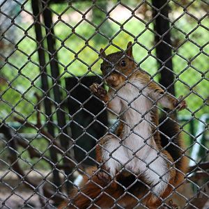 Bolivian squirrel, March 2016