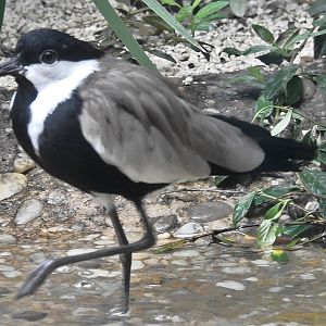 Spur-winged Lapwing