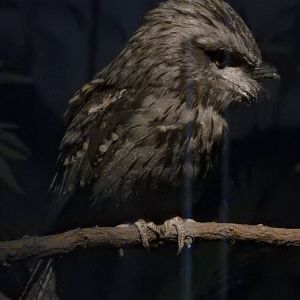 Tawny Frogmouth