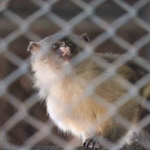 Black-tailed marmoset, March 2016