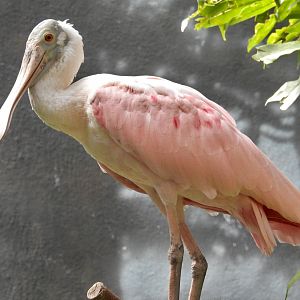 Roseate Spoonbill