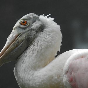 Roseate Spoonbill