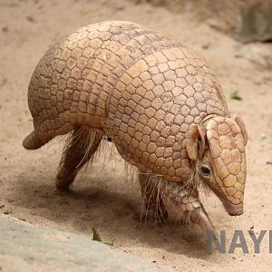 Southern three-banded armadillo, March 2016
