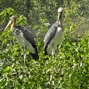Lesser Adjutant Stork