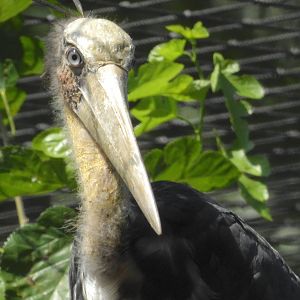 Lesser Adjutant Stork
