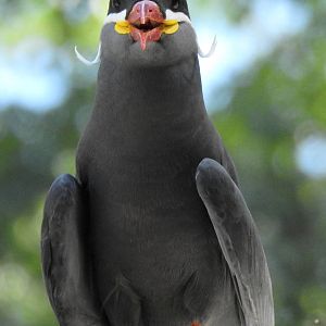 Inca Tern