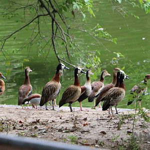 Whistling ducks, March 2016