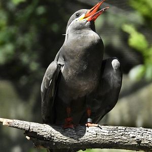 Inca Tern
