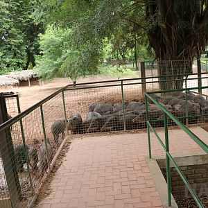 Peccary rush, March 2016