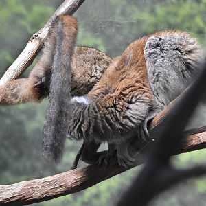 Crowned Lemur