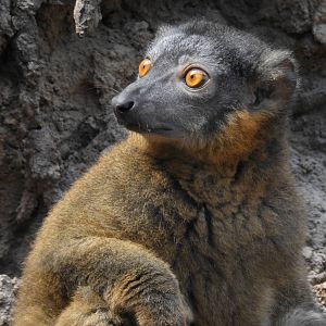 Collared Lemur