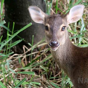 Grey brocket deer, March 2016