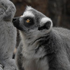 Ring Tailed Lemur