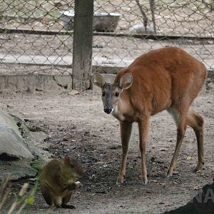 Red brocket deer + agouti, March 2016