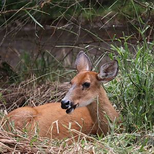 Marsh deer, March 2016