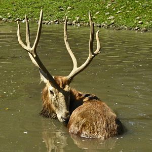 Pere David Deer