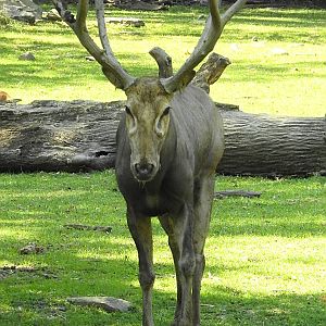 Pere David Deer
