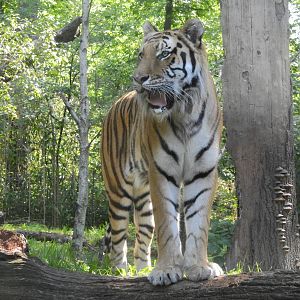 Malayan Tiger