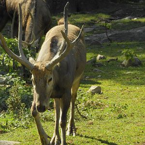 Pere David Deer
