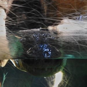 South African Nile Crocodile