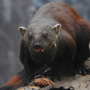 Ring Tailed Vonistra