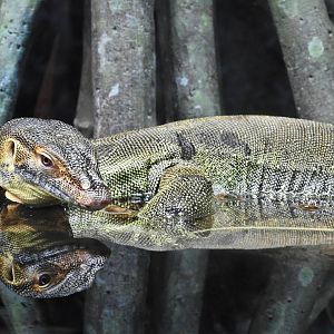 Merten's Water Monitor