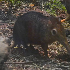 Black and Rufous Elephant Shrew