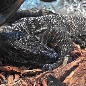 Lace Monitor