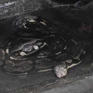 Boa Constrictor