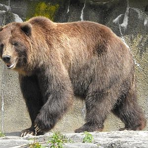 Sitka Brown Bear