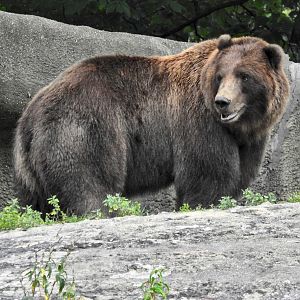 Grizzly Bear