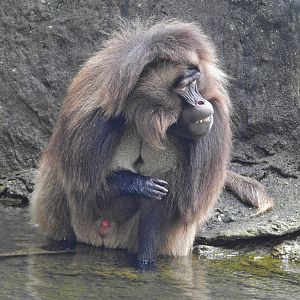 Gelada
