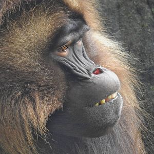 Gelada