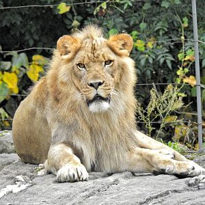 Transvaal Lion