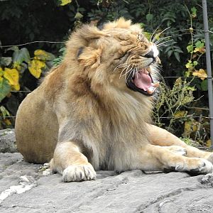Transvaal Lion