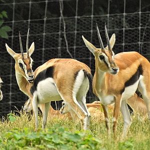 Thomson's Gazelle